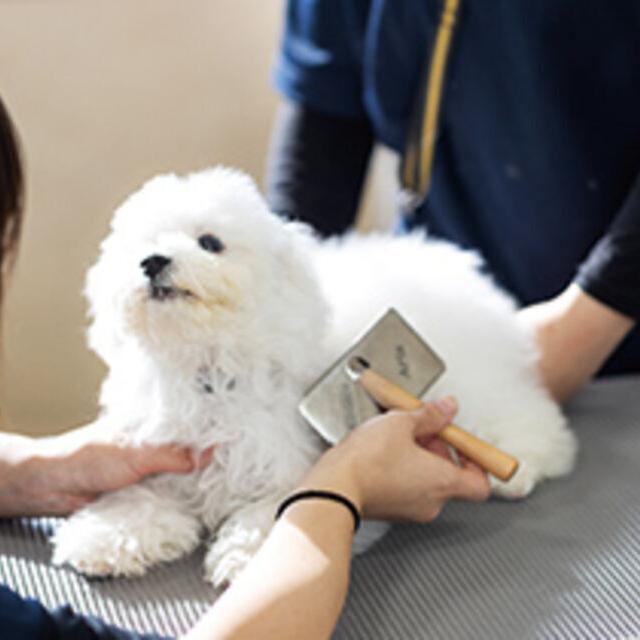 専門学校ビジョナリーアーツ ワンコのトータルケアをしよう！1