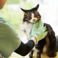 専門学校ビジョナリーアーツ ニャンコのトータルケアをしよう！