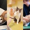 専門学校ビジョナリーアーツ 人気の3専攻よくばり体験！【ニャンコ】