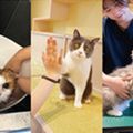 専門学校ビジョナリーアーツ 人気の3専攻よくばり体験！【ニャンコ】