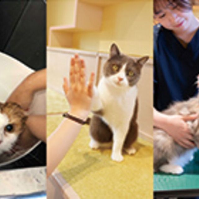 専門学校ビジョナリーアーツ 人気の3専攻よくばり体験！【ニャンコ】1