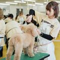 専門学校ビジョナリーアーツ 【お仕事体験DAY】トリマーさんのお仕事体験