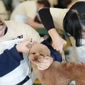 専門学校　福岡ビジョナリーアーツ 【ペット】トリマーになりきってカットに挑戦！