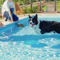 群馬動物専門学校 ドッグトレーナー体験！プール体験in名犬キャンパス