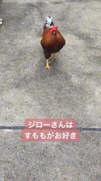 OCカメラサムネイル画像