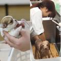 ２つのお仕事体験(ペットショップ体験＆トリマー体験)／愛知ペット専門学校