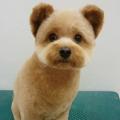 専門学校ビジョナリーアーツ カット体験 ワンちゃんをまんまるく可愛くカットしよう！