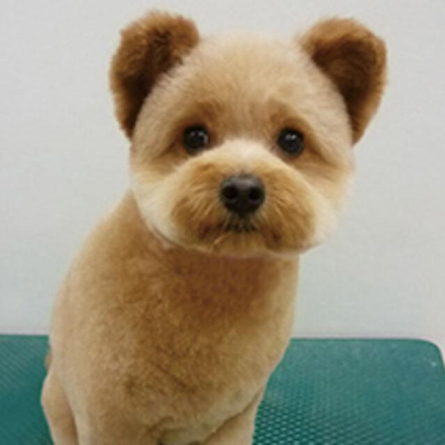 専門学校ビジョナリーアーツ カット体験 ワンちゃんをまんまるく可愛くカットしよう！1