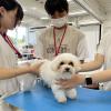 専門学校　ちば愛犬動物フラワー学園 【動物看護】リハビリにも役立つ！犬のマッサージ体験