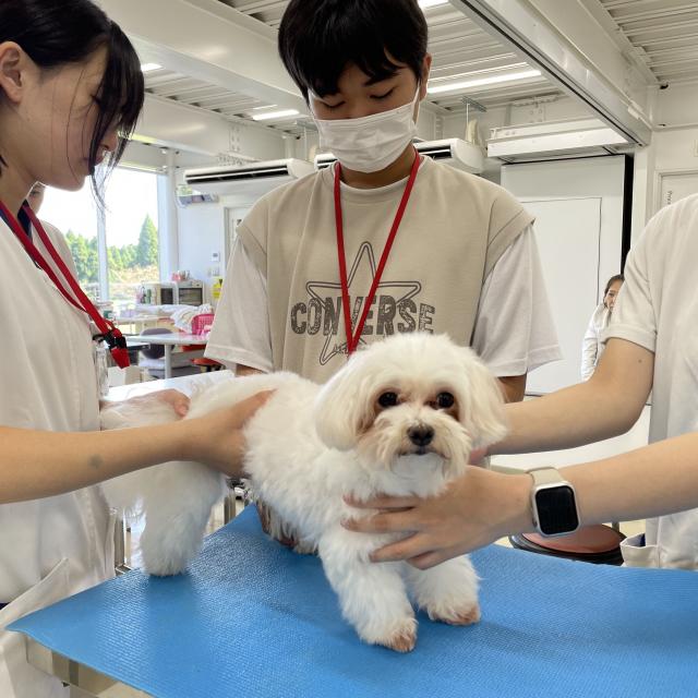 専門学校　ちば愛犬動物フラワー学園 【動物看護】リハビリにも役立つ！犬のマッサージ体験1