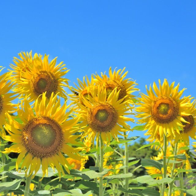 東京環境工科専門学校 『暑い夏の過ごし方　～植物編～』体験授業を同時開催！2