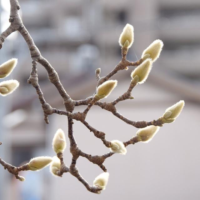 東京環境工科専門学校 『冬から春にかけての植物にまつわるお話』体験授業を同時開催！2