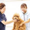 専門学校ビジョナリーアーツ 動物看護学科説明会 & お仕事体験