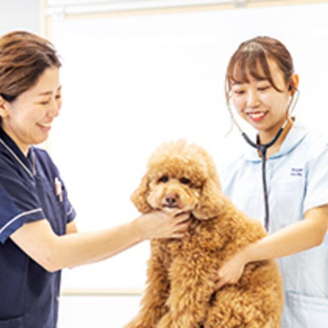専門学校ビジョナリーアーツ 動物看護学科説明会 & お仕事体験1