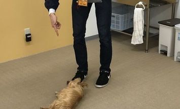 国際ペットワールド専門学校のブログインフォ一覧 66 スタディサプリ 進路