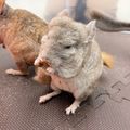 専門学校　ちば愛犬動物フラワー学園 【動物飼育】小さいけれどたくましいネズミ達の世界！卒業生SP