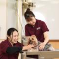 吉田学園動物看護専門学校 人気メニュー再登場！どうぶつリハビリ体験！