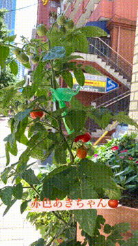 OCカメラサムネイル画像