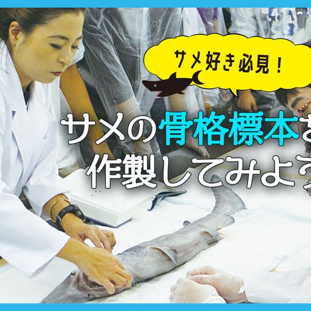 ＴＣＡ東京ＥＣＯ動物海洋専門学校 サメ好き必見！サメの骨格標本を作成してみよう1