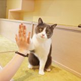 ニャンコのトレーニングに挑戦！の詳細