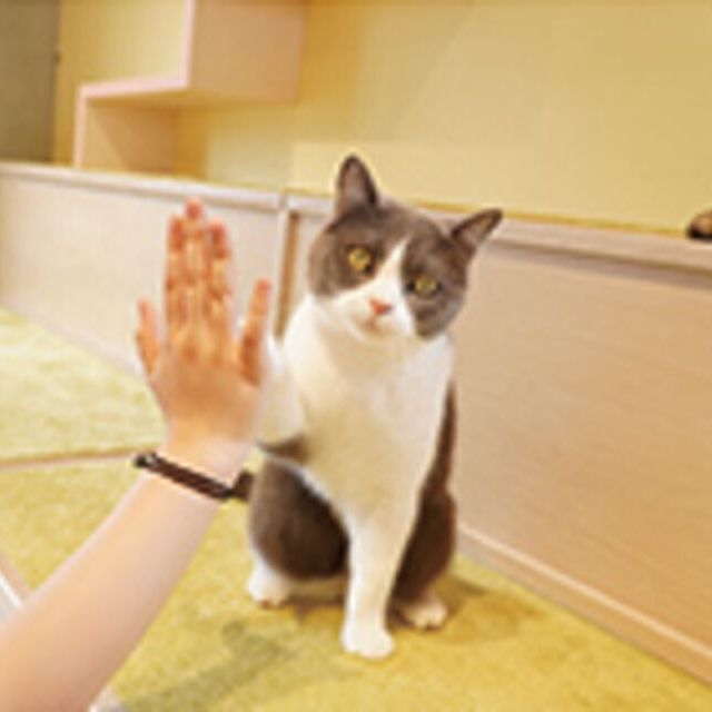 専門学校ビジョナリーアーツ ニャンコのトレーニングに挑戦！1