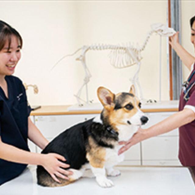 専門学校ビジョナリーアーツ 動物看護師のお仕事体験1