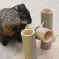 専門学校ビジョナリーアーツ 小動物が喜ぶおもちゃを作ろう！