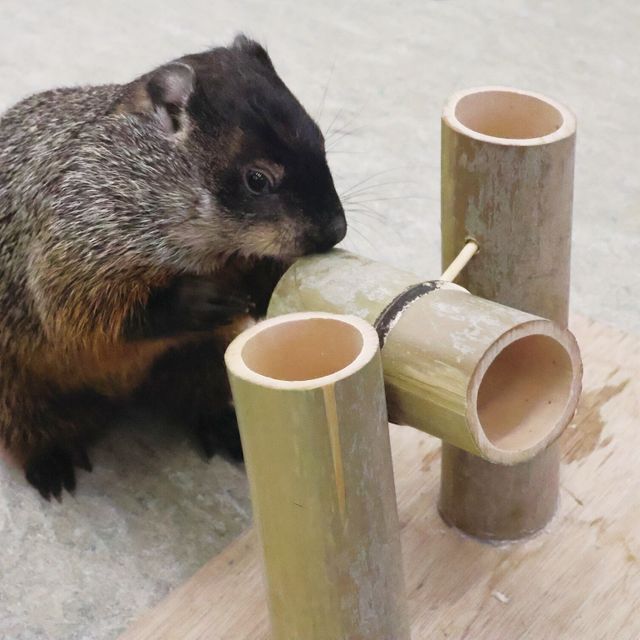 専門学校ビジョナリーアーツ 小動物が喜ぶおもちゃを作ろう！1
