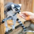 専門学校　福岡ビジョナリーアーツ 【ペット】動物園飼育員のお仕事体験