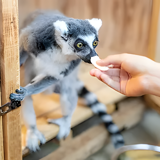 専門学校　福岡ビジョナリーアーツ 【ペット】動物園飼育員のお仕事体験1