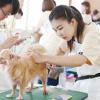 専門学校ビジョナリーアーツ カット体験 ワンちゃんをまんまるく可愛くカットしよう！