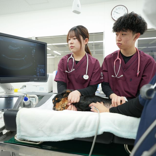 高崎動物専門学校 【動物看護】愛玩動物看護師になって母犬のエコー検査に挑戦2
