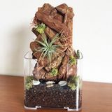 グリーンデザイン実習★エアープランツの立体寄せ植えを作ろう！の詳細