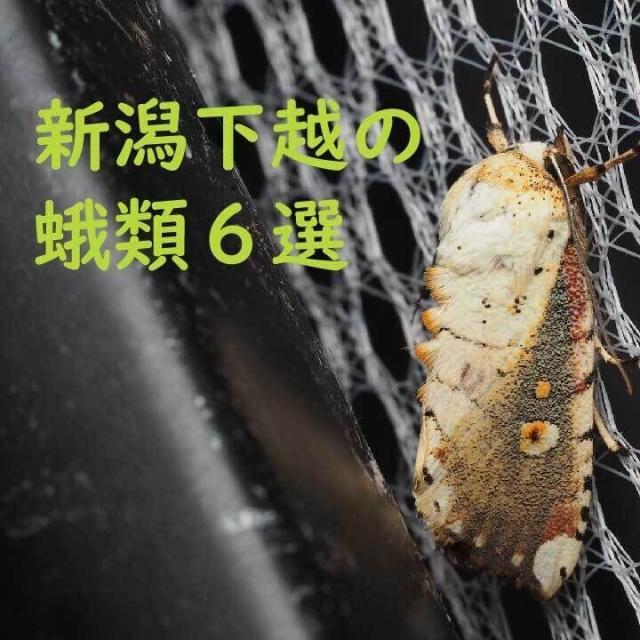 日本自然環境専門学校 【すぐ見れる動画】昆虫好きのあなたへ！学生制作の昆虫実習動画3