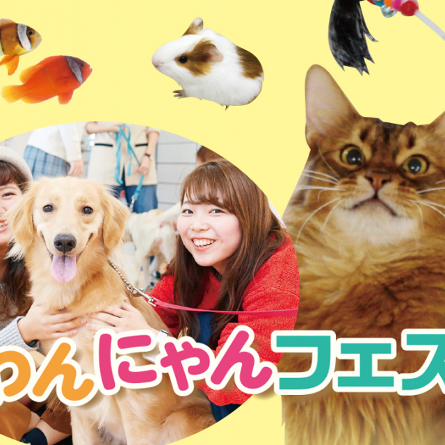 大阪ビジネスカレッジ専門学校 ガチかわ☆わんにゃんフェス1
