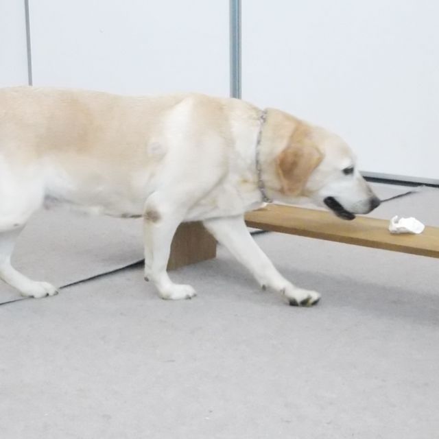 九州動物学院 第2回　犬の驚異の能力を体験しよう！～犬の訓練の実践～2