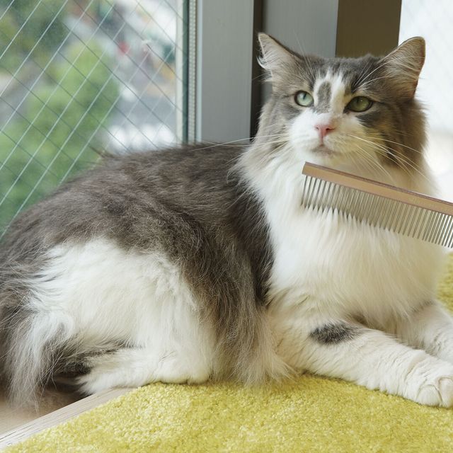 専門学校　福岡ビジョナリーアーツ 【ペット】3専攻よくばり体験【ニャンコ】1