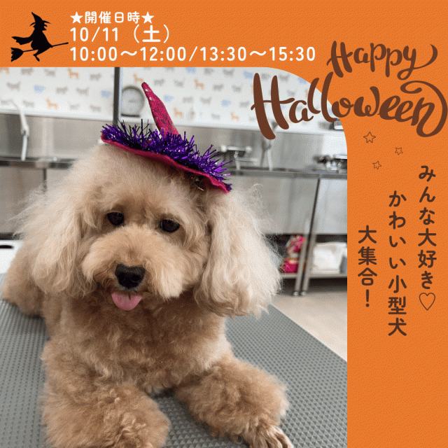 新潟ペット動物専門学校 みんな大好き！かわいい小型犬、大集合！1