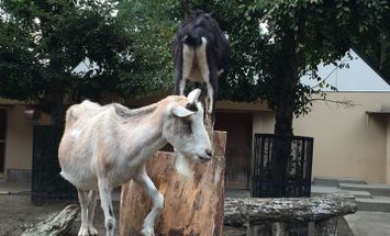 東京ブレーメン動物専門学校のブログインフォ一覧 46 スタディサプリ 進路