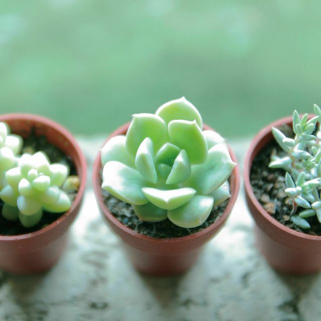 フラワーday 多肉植物の寄せ植えデコレーション 専門学校名古屋ウェディング フラワー ビューティ学院のオープンキャンパス情報と予約申込 スタディサプリ 進路