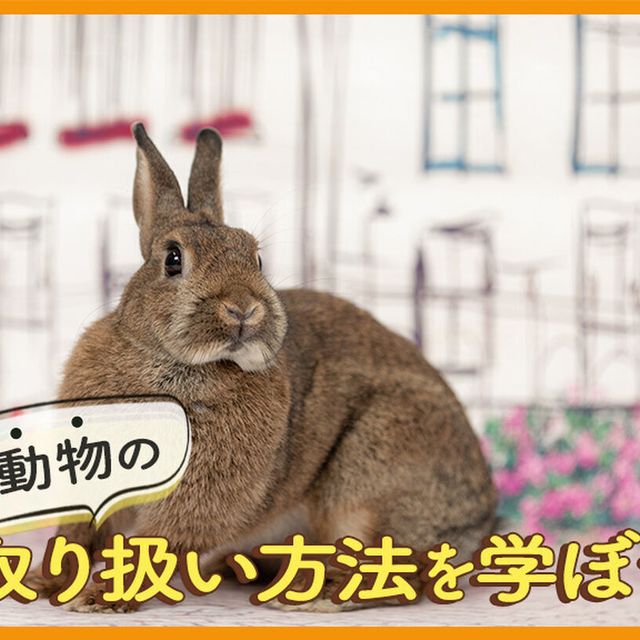 ＴＣＡ東京ＥＣＯ動物海洋専門学校 ふれあいながら動物の取り扱い方法を学ぼう1