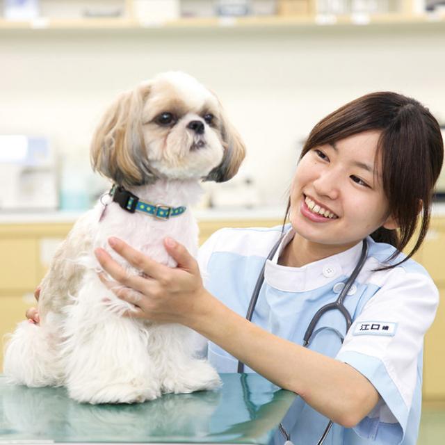 仙台ECO動物海洋専門学校 動物看護師のお仕事体験1