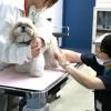 ＹＩＣ京都ペット総合専門学校 動物看護師のお仕事～色んな動物の保定をしてみよう～