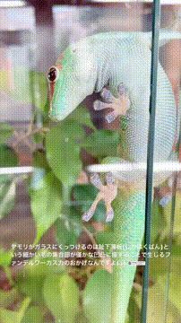 OCカメラサムネイル画像