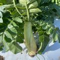 テクノ・ホルティ園芸専門学校 野菜づくり実習★これからが旬！秋冬野菜の植え付けに挑戦