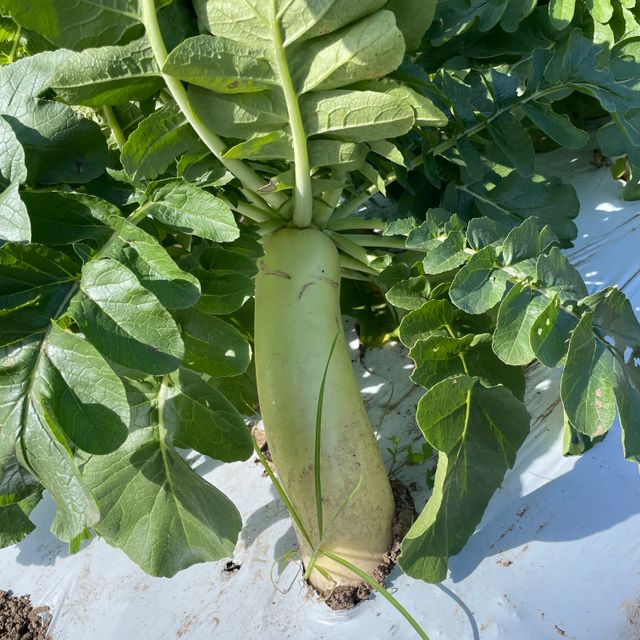 テクノ・ホルティ園芸専門学校 野菜づくり実習★これからが旬！秋冬野菜の植え付けに挑戦1