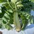 テクノ・ホルティ園芸専門学校 野菜づくり実習★これからが旬！秋冬野菜の植え付けに挑戦1