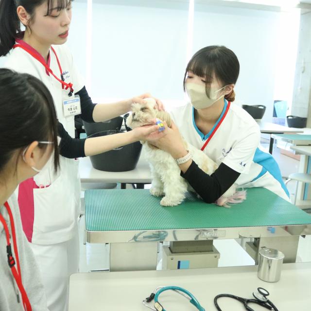 専門学校　ちば愛犬動物フラワー学園 【動物看護】動物の日常に潜む危険！～中毒について～1