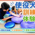 ＴＣＡ東京ＥＣＯ動物海洋専門学校 使役犬訓練体験