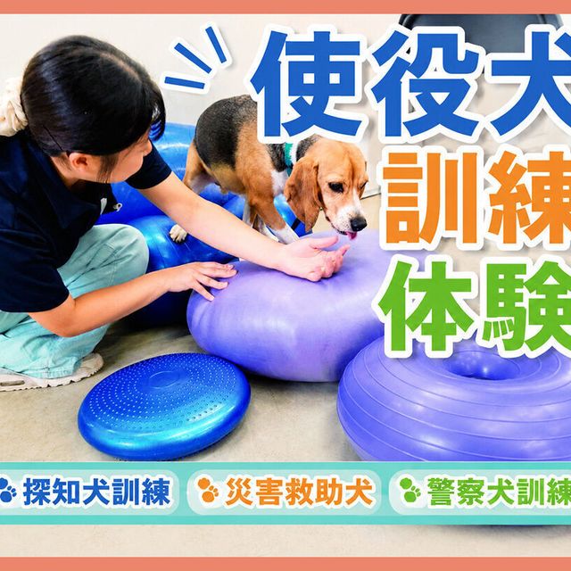 ＴＣＡ東京ＥＣＯ動物海洋専門学校 使役犬訓練体験1